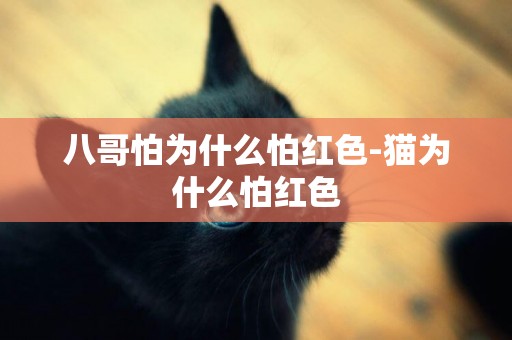 八哥怕為什么怕紅色-貓為什么怕紅色