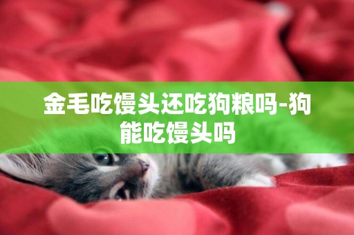 金毛吃饅頭還吃狗糧嗎-狗能吃饅頭嗎