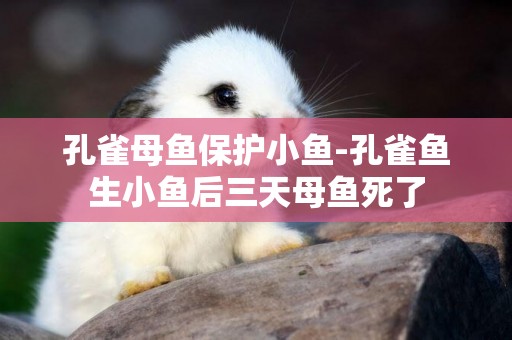 孔雀母魚保護小魚-孔雀魚生小魚后三天母魚死了