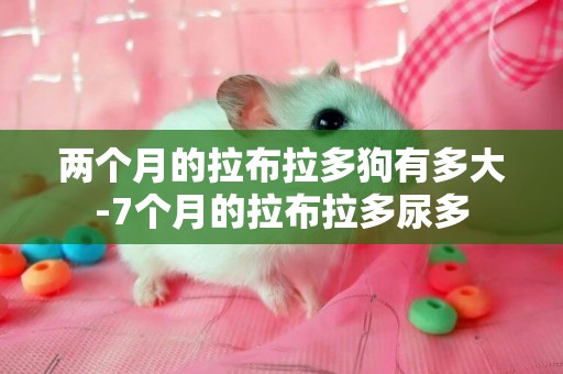 兩個月的拉布拉多狗有多大-7個月的拉布拉多尿多
