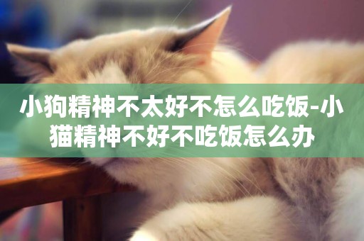 小狗精神不太好不怎么吃飯-小貓精神不好不吃飯怎么辦