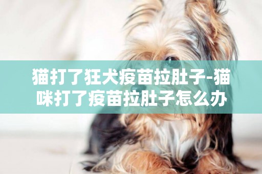 貓打了狂犬疫苗拉肚子-貓咪打了疫苗拉肚子怎么辦