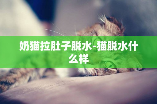 奶貓拉肚子脫水-貓脫水什么樣