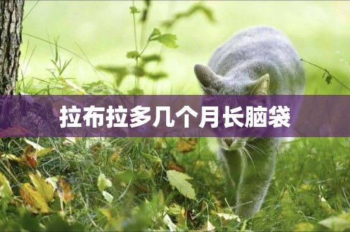 拉布拉多幾個月長腦袋
