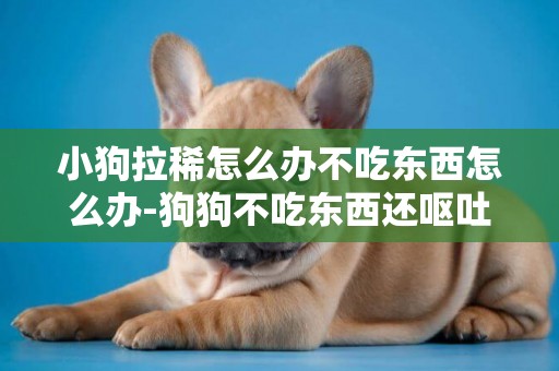小狗拉稀怎么辦不吃東西怎么辦-狗狗不吃東西還嘔吐是怎么回事