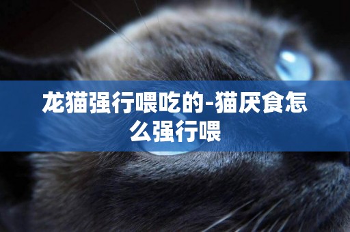 龍貓強行喂吃的-貓厭食怎么強行喂
