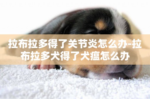 拉布拉多得了關節炎怎么辦-拉布拉多犬得了犬瘟怎么辦