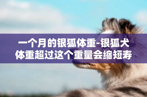一個月的銀狐體重-銀狐犬體重超過這個重量會縮短壽命