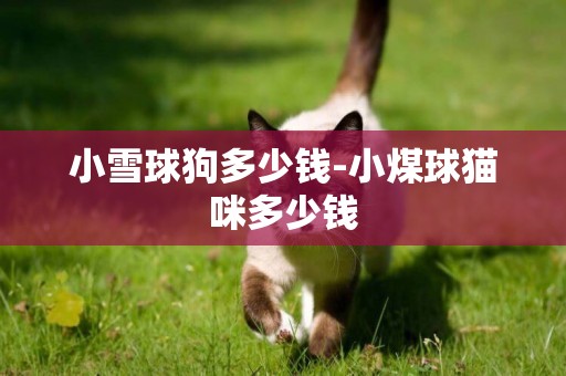 小雪球狗多少錢-小煤球貓咪多少錢