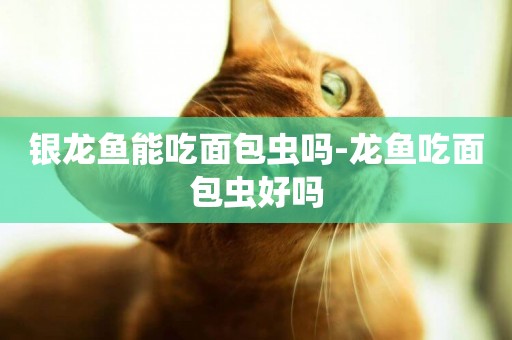 銀龍魚能吃面包蟲嗎-龍魚吃面包蟲好嗎