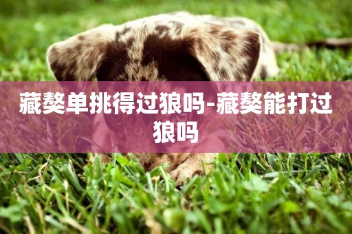 藏獒單挑得過狼嗎-藏獒能打過狼嗎