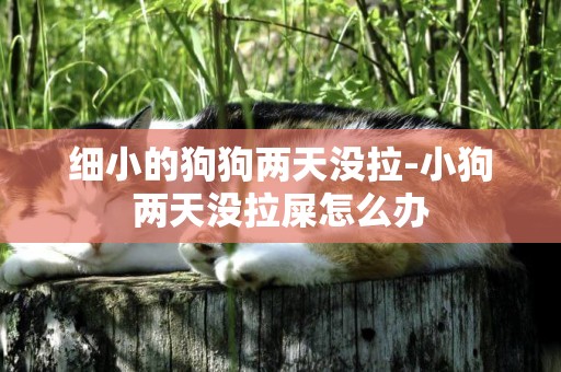 細小的狗狗兩天沒拉-小狗兩天沒拉屎怎么辦