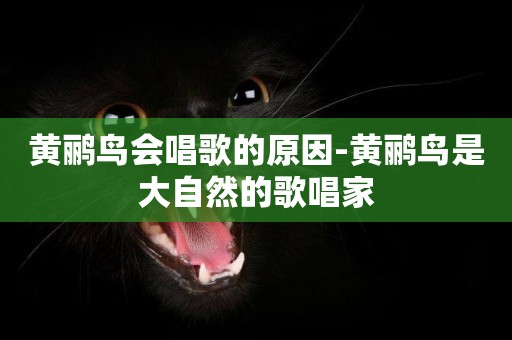 黃鸝鳥會唱歌的原因-黃鸝鳥是大自然的歌唱家