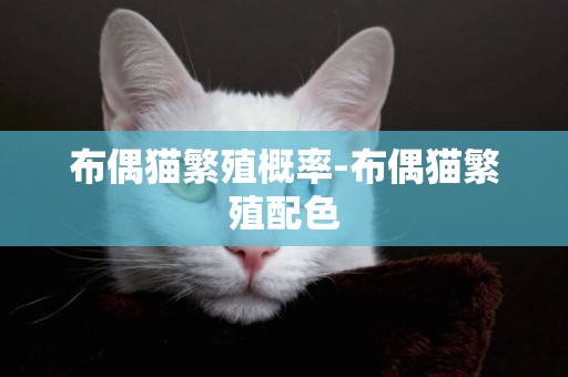布偶貓繁殖概率-布偶貓繁殖配色