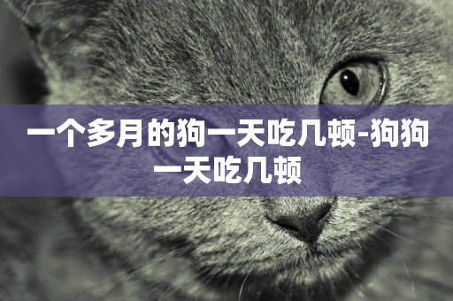 一個多月的狗一天吃幾頓-狗狗一天吃幾頓