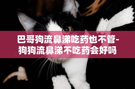 巴哥狗流鼻涕吃藥也不管-狗狗流鼻涕不吃藥會好嗎
