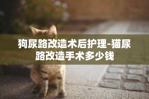 狗尿路改造術后護理-貓尿路改造手術多少錢