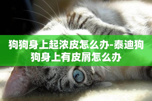 狗狗身上起濃皮怎么辦-泰迪狗狗身上有皮屑怎么辦