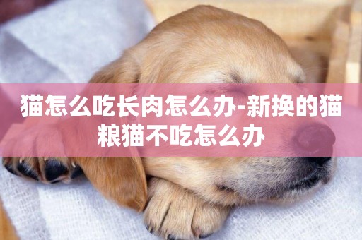 貓怎么吃長肉怎么辦-新換的貓糧貓不吃怎么辦