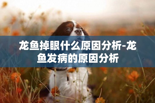 龍魚掉眼什么原因分析-龍魚發病的原因分析