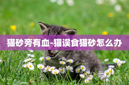 貓砂旁有血-貓誤食貓砂怎么辦