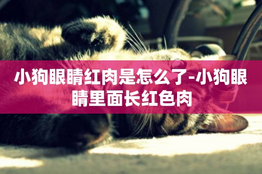 小狗眼睛紅肉是怎么了-小狗眼睛里面長紅色肉
