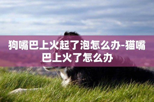 狗嘴巴上火起了泡怎么辦-貓嘴巴上火了怎么辦