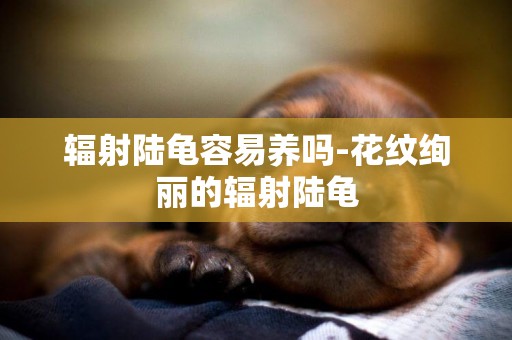 輻射陸龜容易養嗎-花紋絢麗的輻射陸龜
