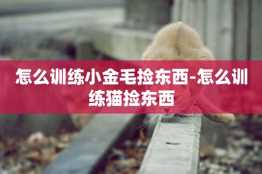怎么訓練小金毛撿東西-怎么訓練貓撿東西