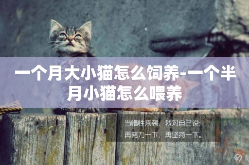 一個月大小貓怎么飼養-一個半月小貓怎么喂養
