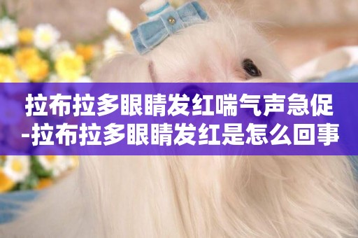 拉布拉多眼睛發紅喘氣聲急促-拉布拉多眼睛發紅是怎么回事