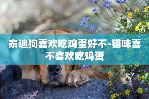 泰迪狗喜歡吃雞蛋好不-貓咪喜不喜歡吃雞蛋