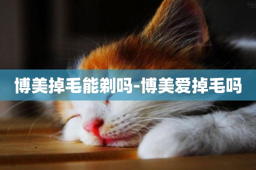 博美掉毛能剃嗎-博美愛掉毛嗎