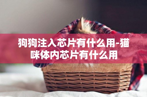 狗狗注入芯片有什么用-貓咪體內芯片有什么用