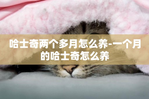 哈士奇兩個多月怎么養-一個月的哈士奇怎么養