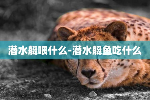潛水艇喂什么-潛水艇魚吃什么