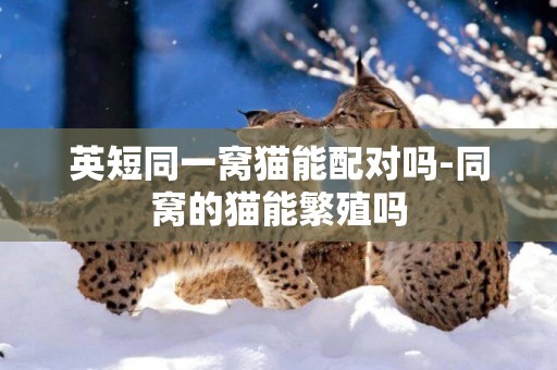 英短同一窩貓能配對嗎-同窩的貓能繁殖嗎