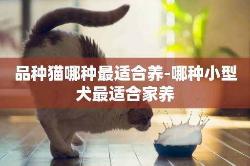 品種貓哪種最適合養-哪種小型犬最適合家養
