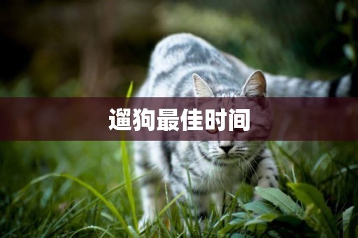 遛狗最佳時間