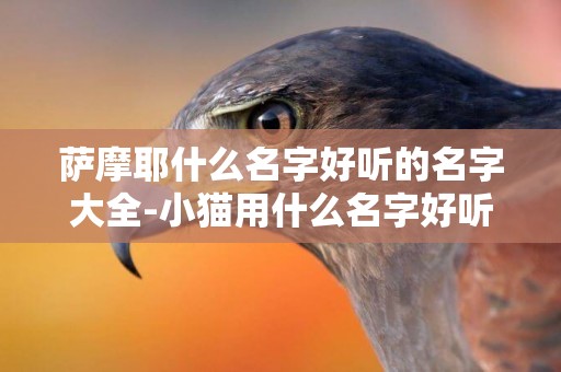 薩摩耶什么名字好聽的名字大全-小貓用什么名字好聽的名字大全