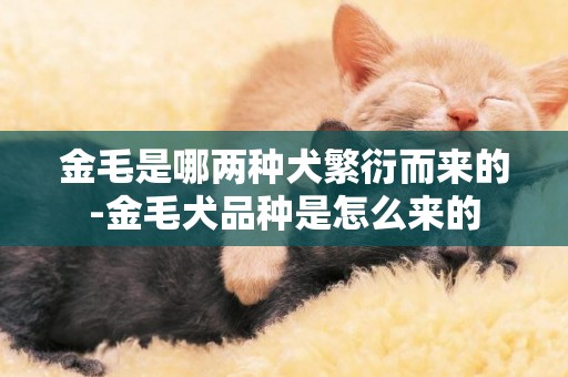 金毛是哪兩種犬繁衍而來的-金毛犬品種是怎么來的