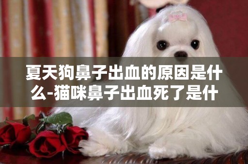 夏天狗鼻子出血的原因是什么-貓咪鼻子出血死了是什么原因