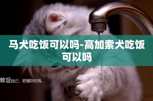 馬犬吃飯可以嗎-高加索犬吃飯可以嗎