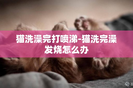 貓洗澡完打噴涕-貓洗完澡發燒怎么辦