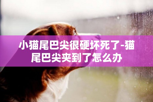 小貓尾巴尖很硬壞死了-貓尾巴尖夾到了怎么辦