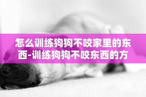 怎么訓練狗狗不咬家里的東西-訓練狗狗不咬東西的方法