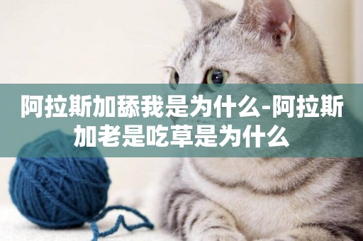 阿拉斯加舔我是為什么-阿拉斯加老是吃草是為什么
