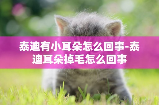 泰迪有小耳朵怎么回事-泰迪耳朵掉毛怎么回事