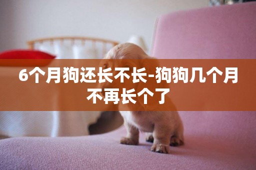6個月狗還長不長-狗狗幾個月不再長個了