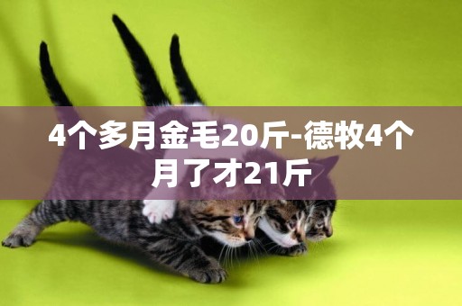 4個多月金毛20斤-德牧4個月了才21斤